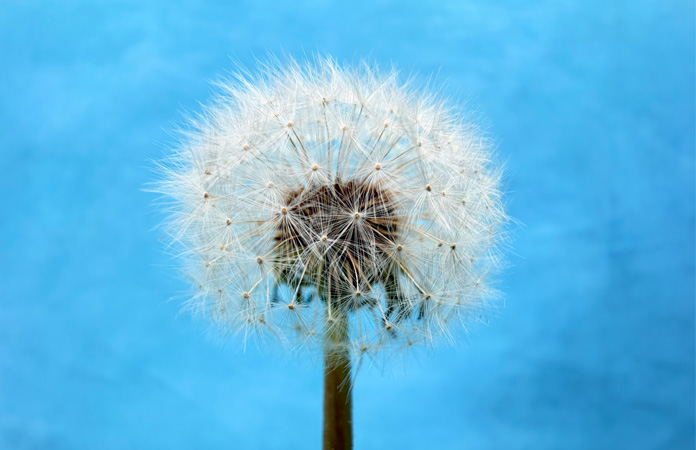 Ảnh của một cây bồ công anh được chụp bằng tính năng camera Macro